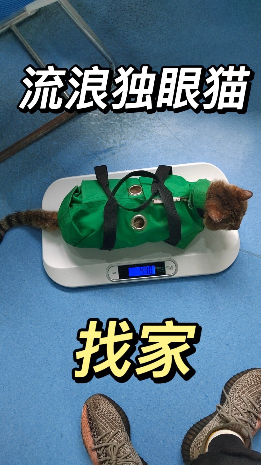 重情义的流浪独眼猫求家🏠公猫（已绝育）。已驱虫因为被其它流浪猫打瞎眼球已摘除左