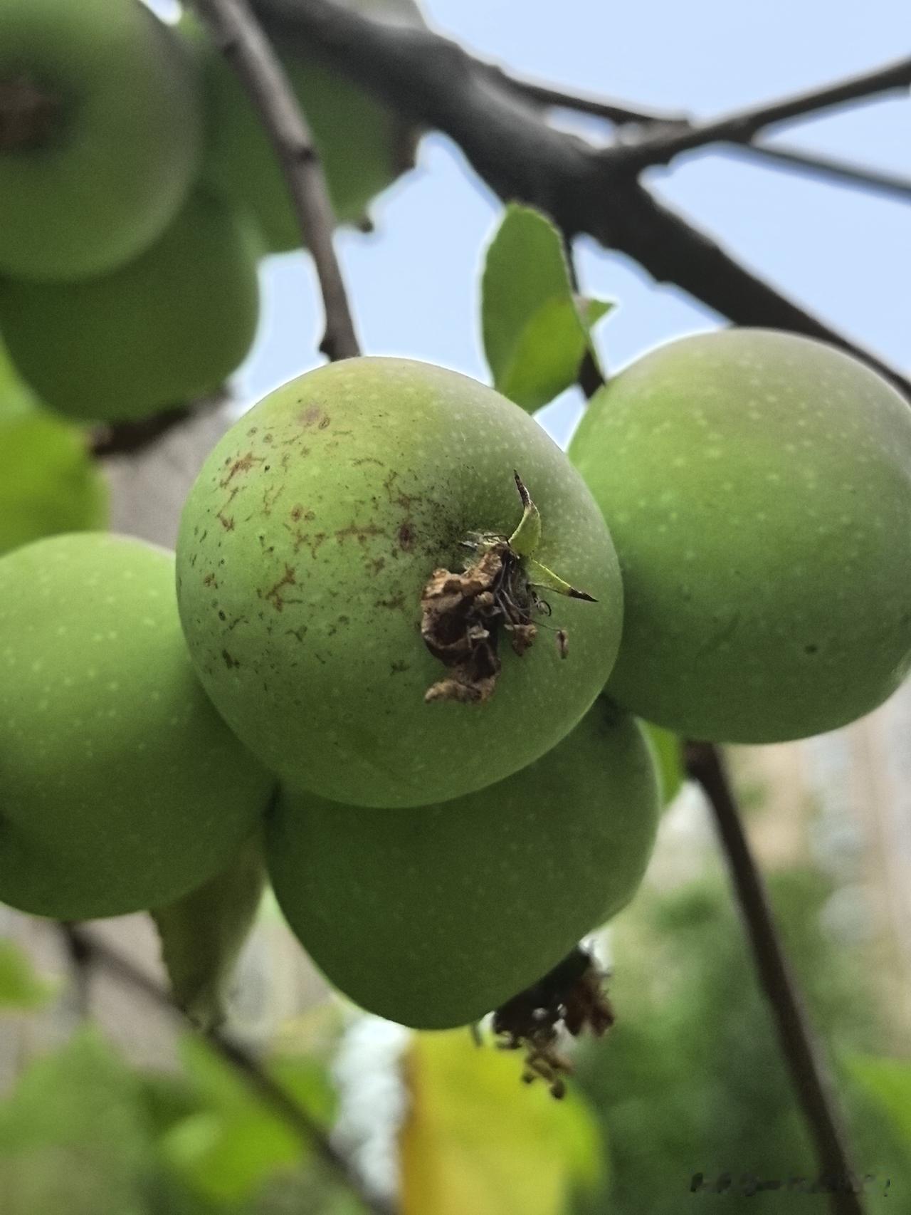 果实美图分享枝头簇拥着青涩小苹果，裹着淡淡的嫩青，沐浴夏日微风慢慢积攒糖分。不急