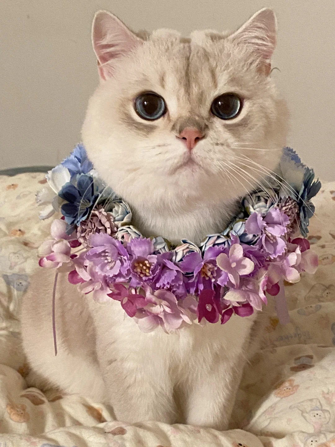 壁纸｜簪花小猫