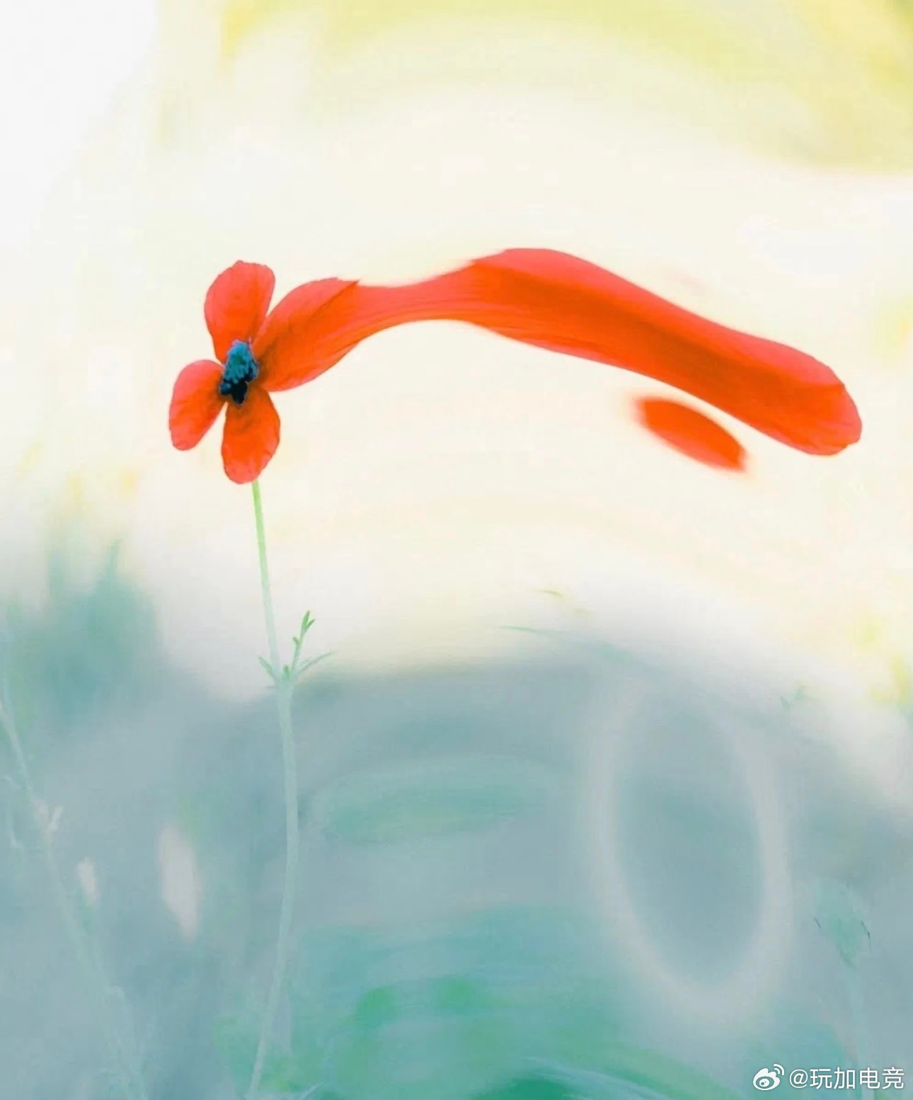 玩加夜话 元宵节快乐！大家今天有吃元宵吗？2026lpl2026lck