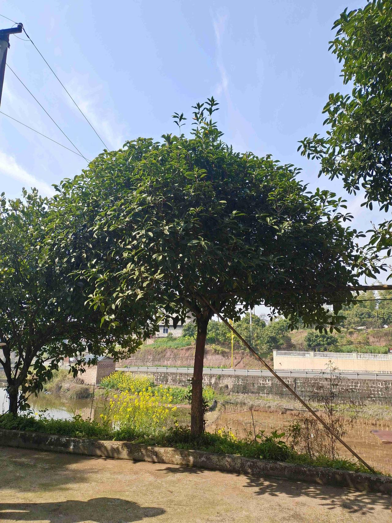 最近在和朋友聊天时，聊到了个很扎心的话题，想分享给大家：
 

善良要有锋芒，别