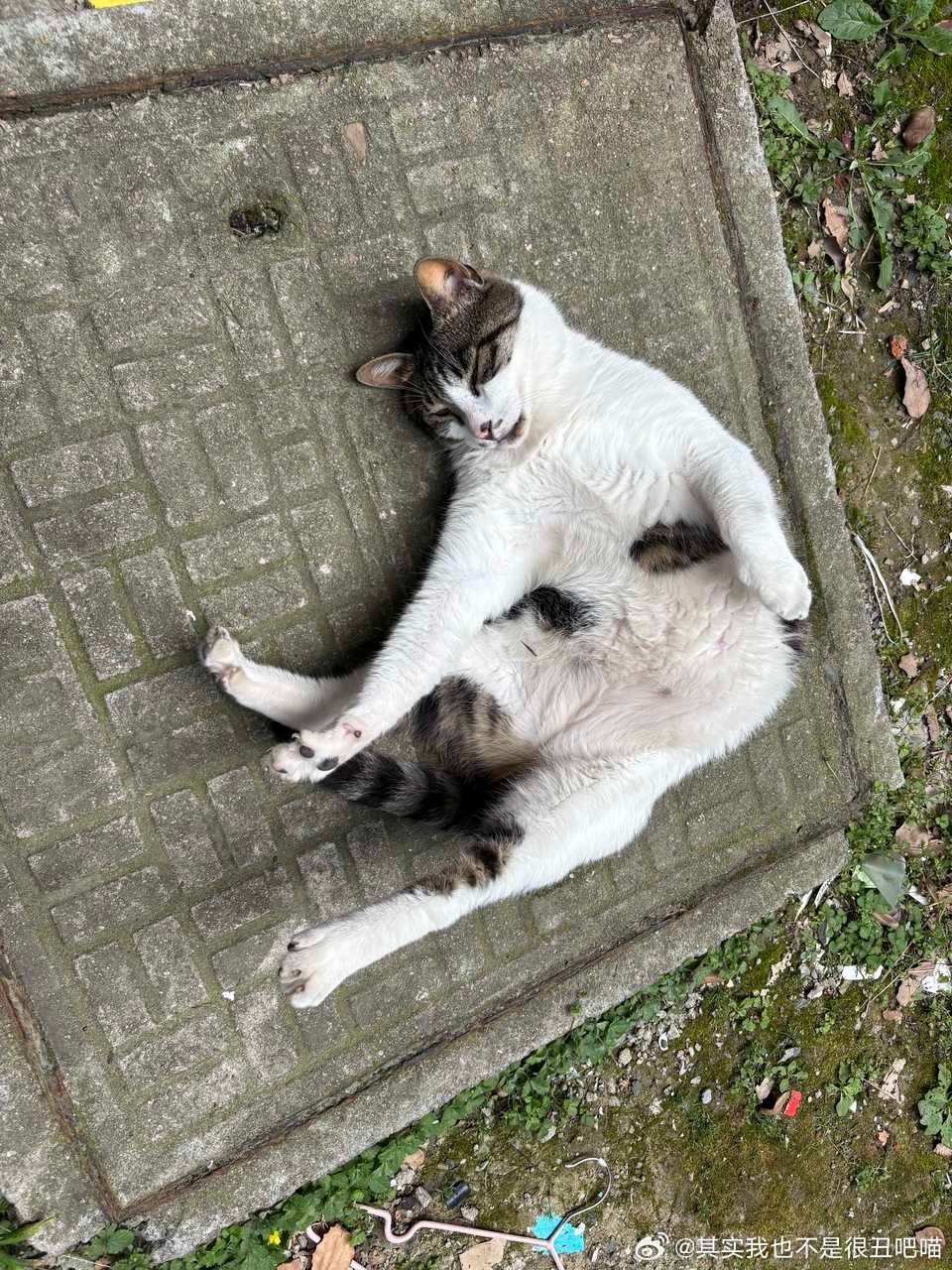 50116【丑猫】掏手机掏慢了没拍到最丑的一刻实乃不幸！ 