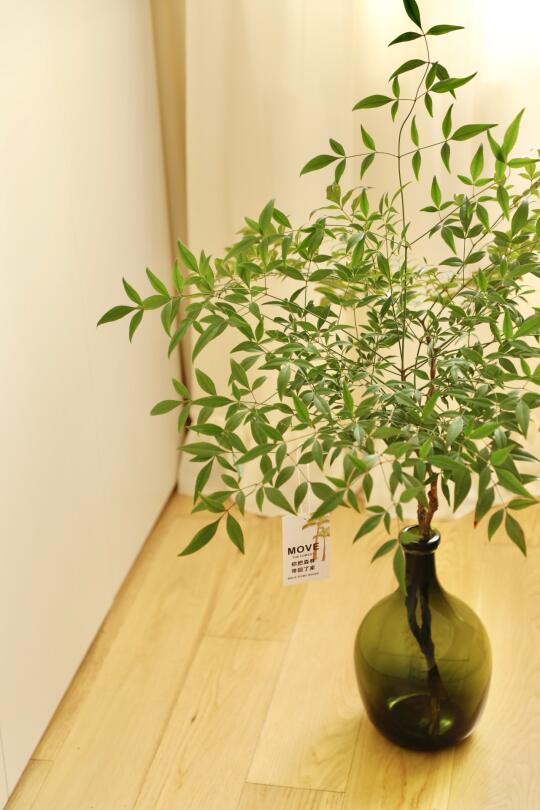 把春天带回家🍃小森林南天竹