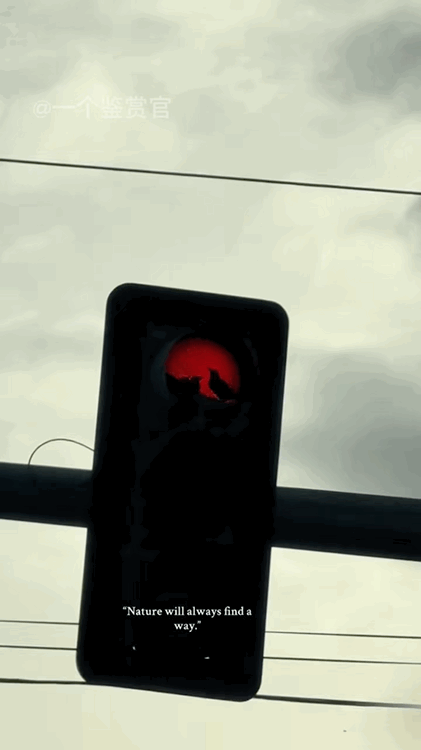 小鸟在红绿灯上筑巢，于是温馨的一幕就发生了[爱你] ​​​