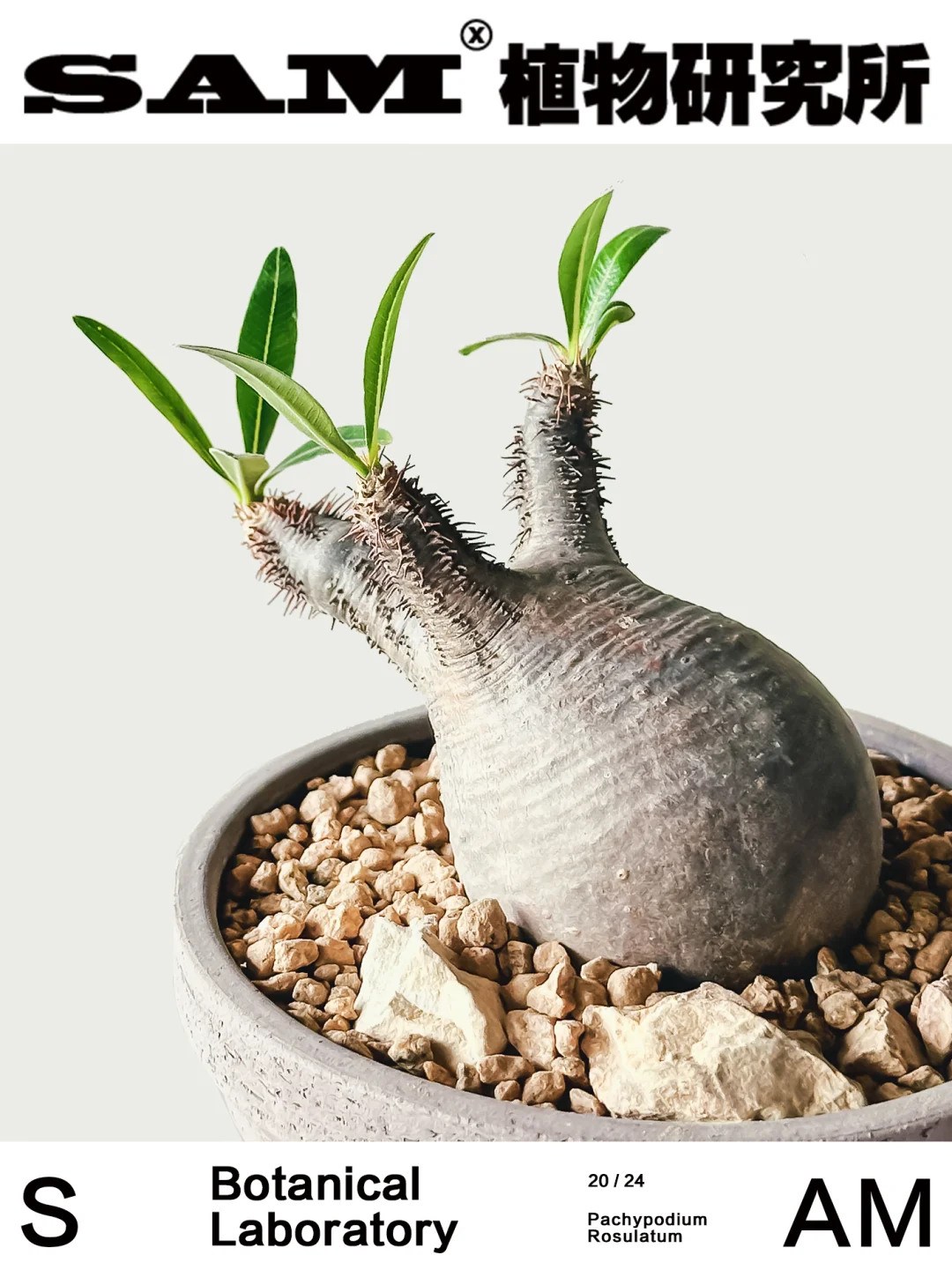 象牙宫｜Pachypodium Rosulatum Var.