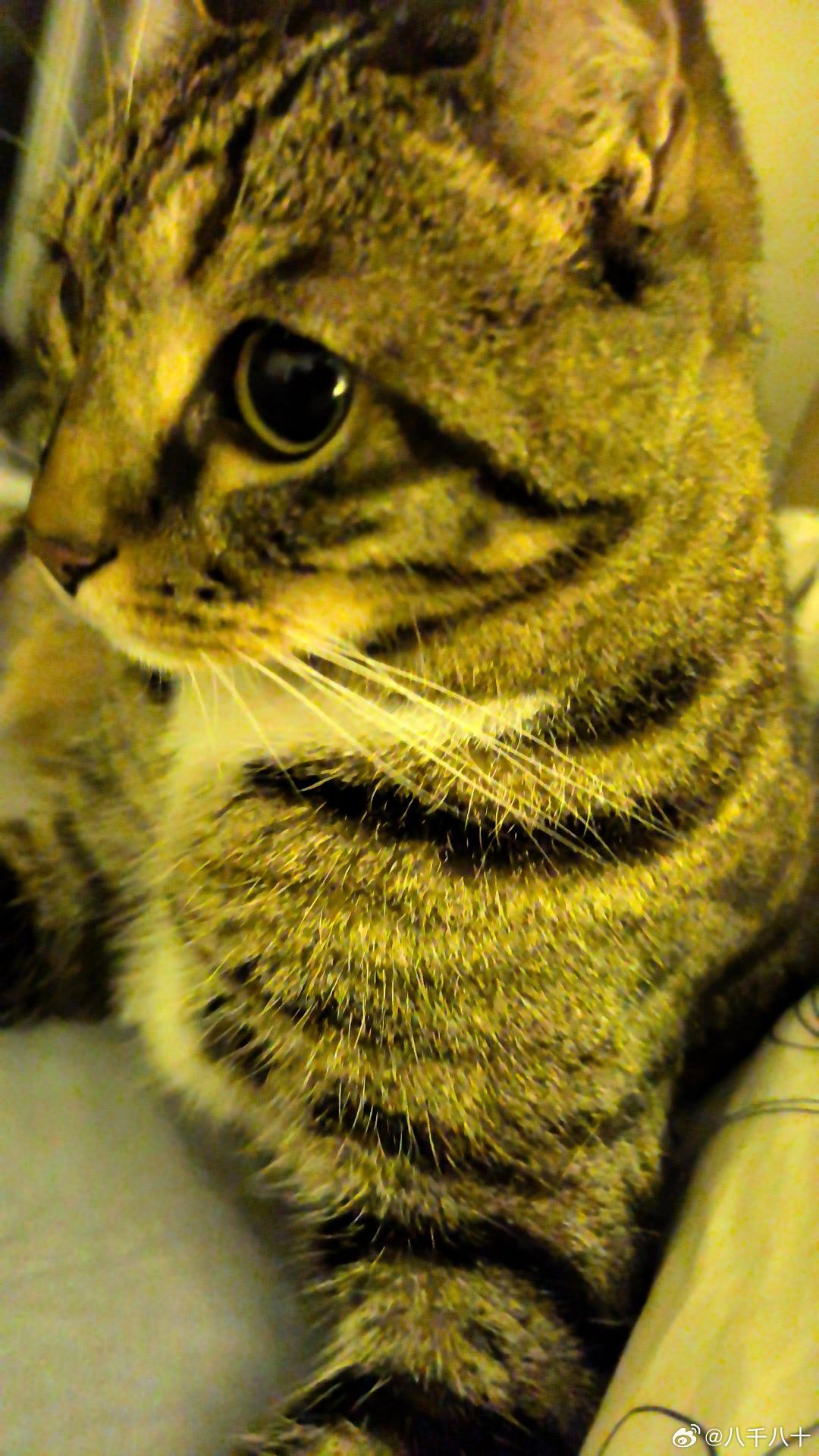 猫把我的被套啃了一个洞。坏🌰 