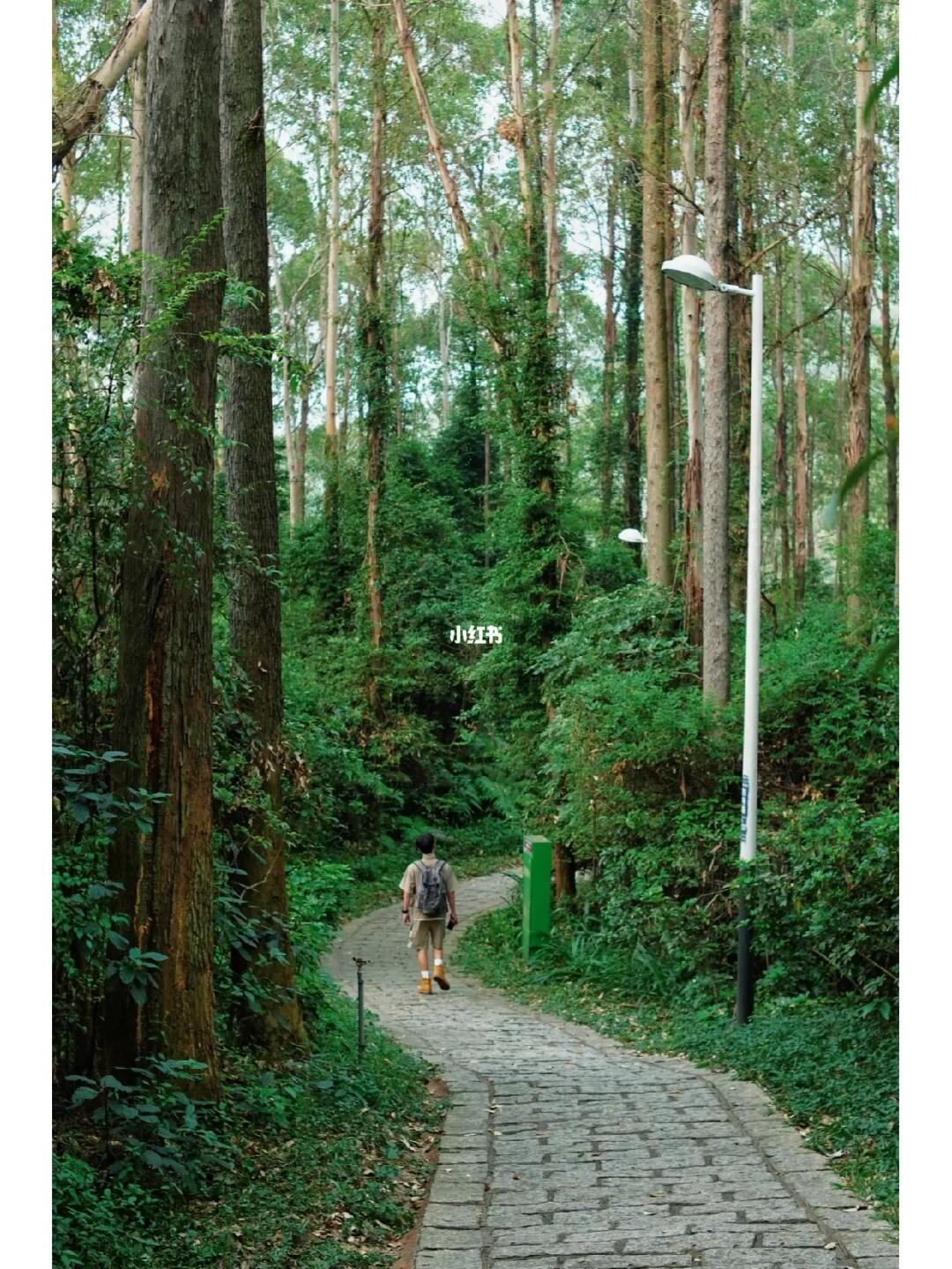 秋游入山去｜东莞最美森林徒步路线
