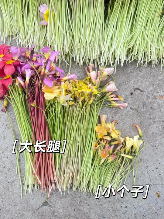 看花杆子就知道哪些是大长腿了
