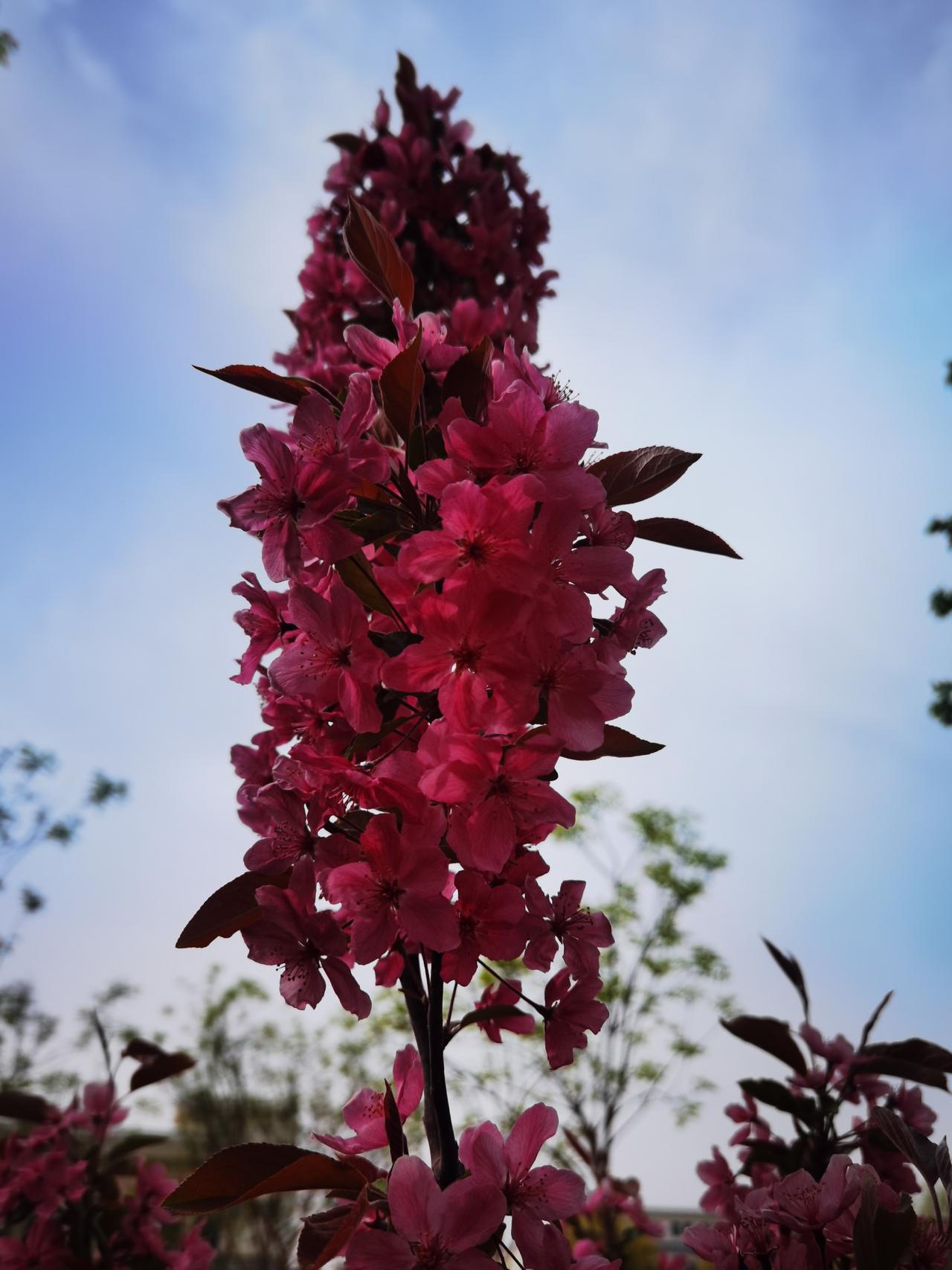 路边一棵树
惊艳过路人
花棒色泽美
毕直又挺立
犹如一火炬
照亮前方路