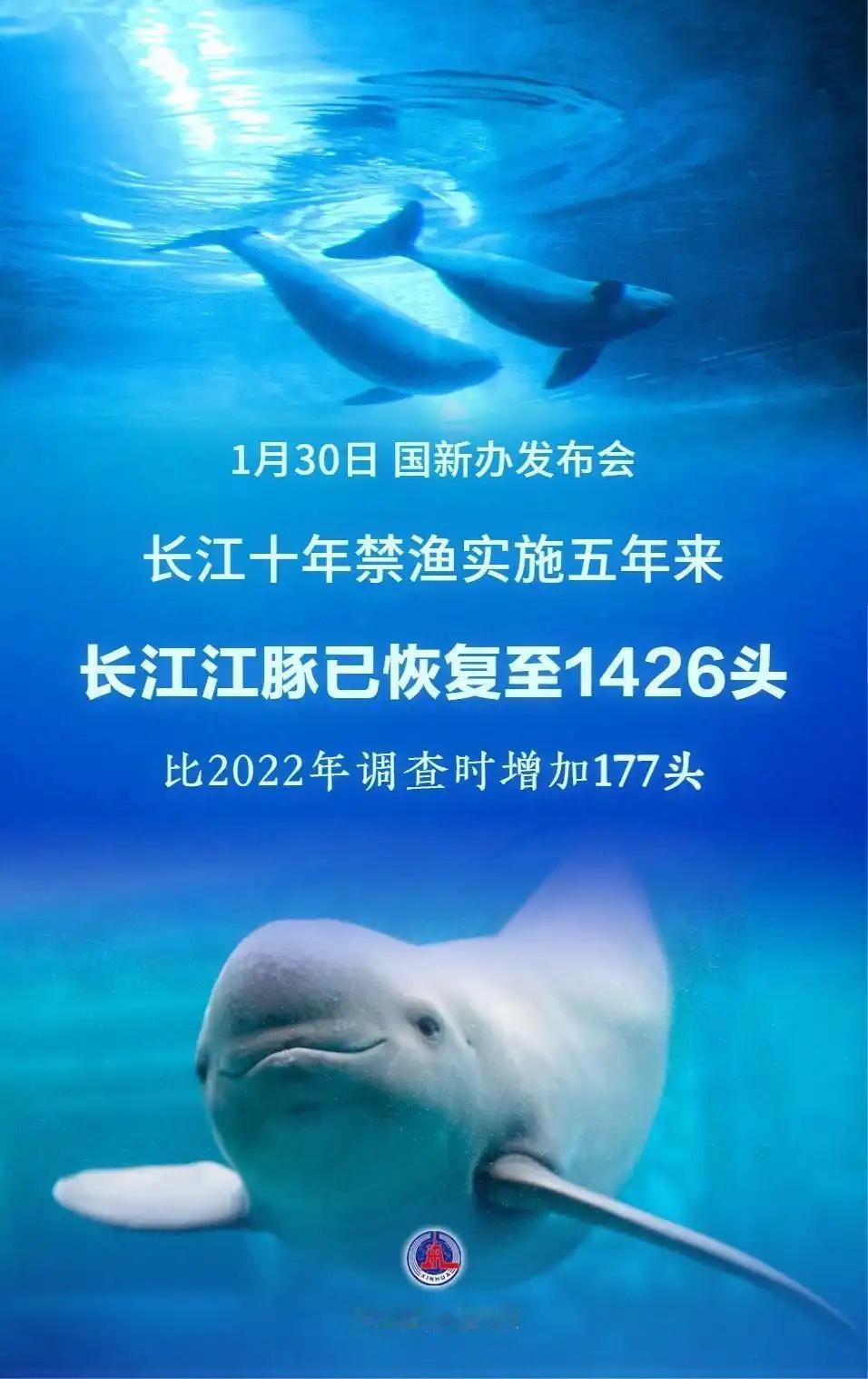 长江江豚。1月30日国新办发布会消息，长江禁渔五年成效显著：2025年调查显示长