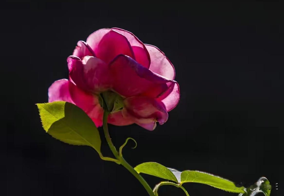 粉红的月季花