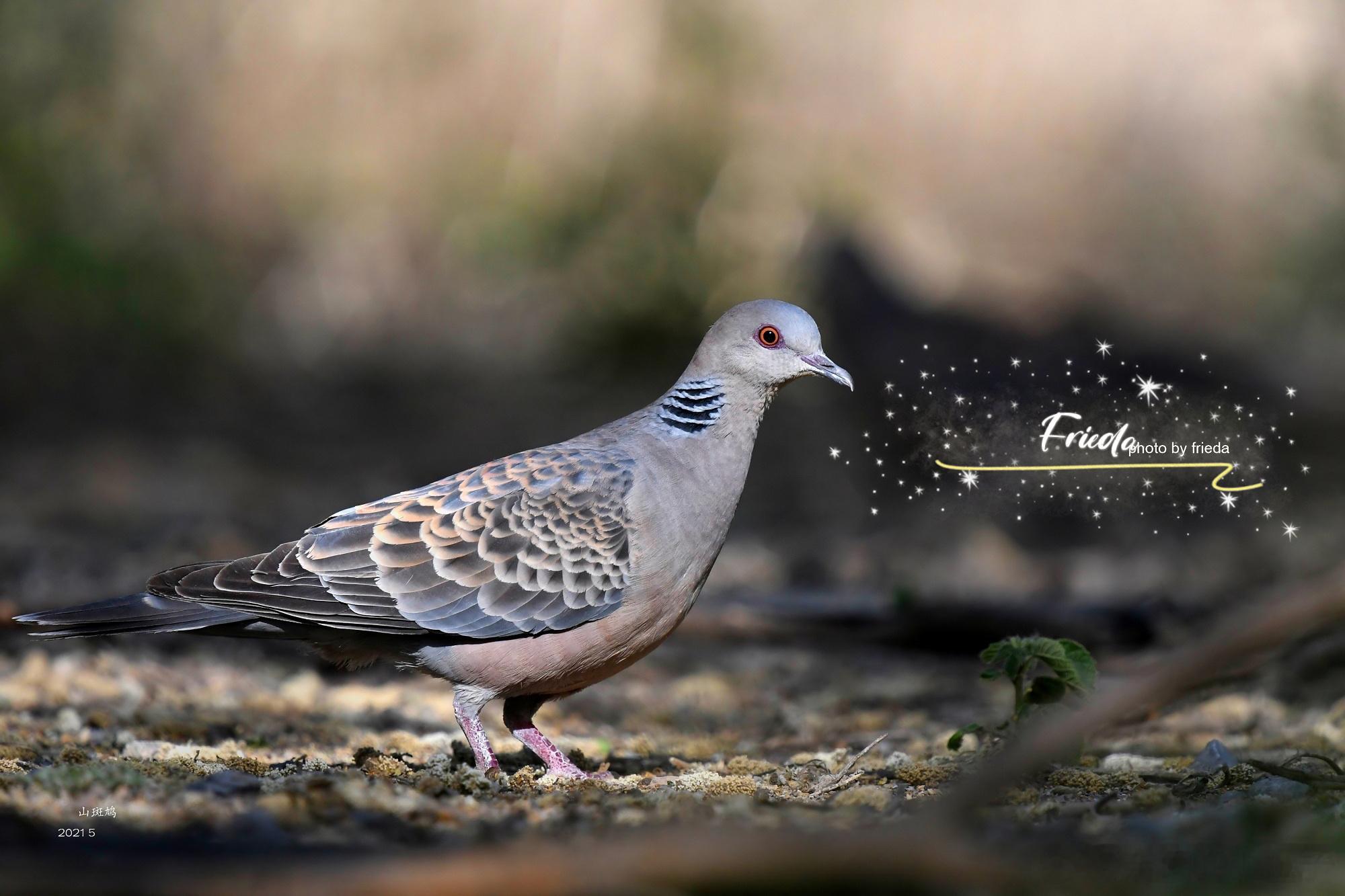 早上好！山斑鸠Oriental Turtle Dove 