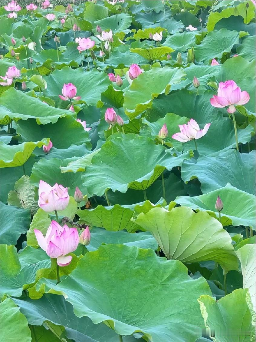 夏日最美，莫过于一池清荷。
碧叶连天，粉蕊亭亭，晨露凝于叶尖，清风携来暗香。不与