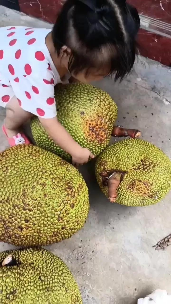 家里的菠萝蜜成熟了，这些木菠萝又大又甜，看，小孩子都抱不起来。家里人去看了一下，