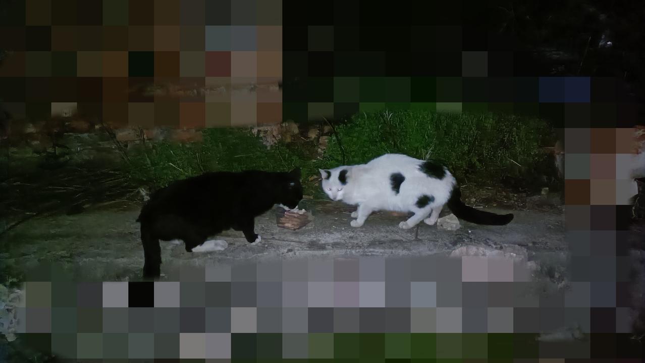 今晚去喂流浪猫，我特意多准备了几个小饭盒的食物，留给那些落单的流浪猫，饭盒用光了