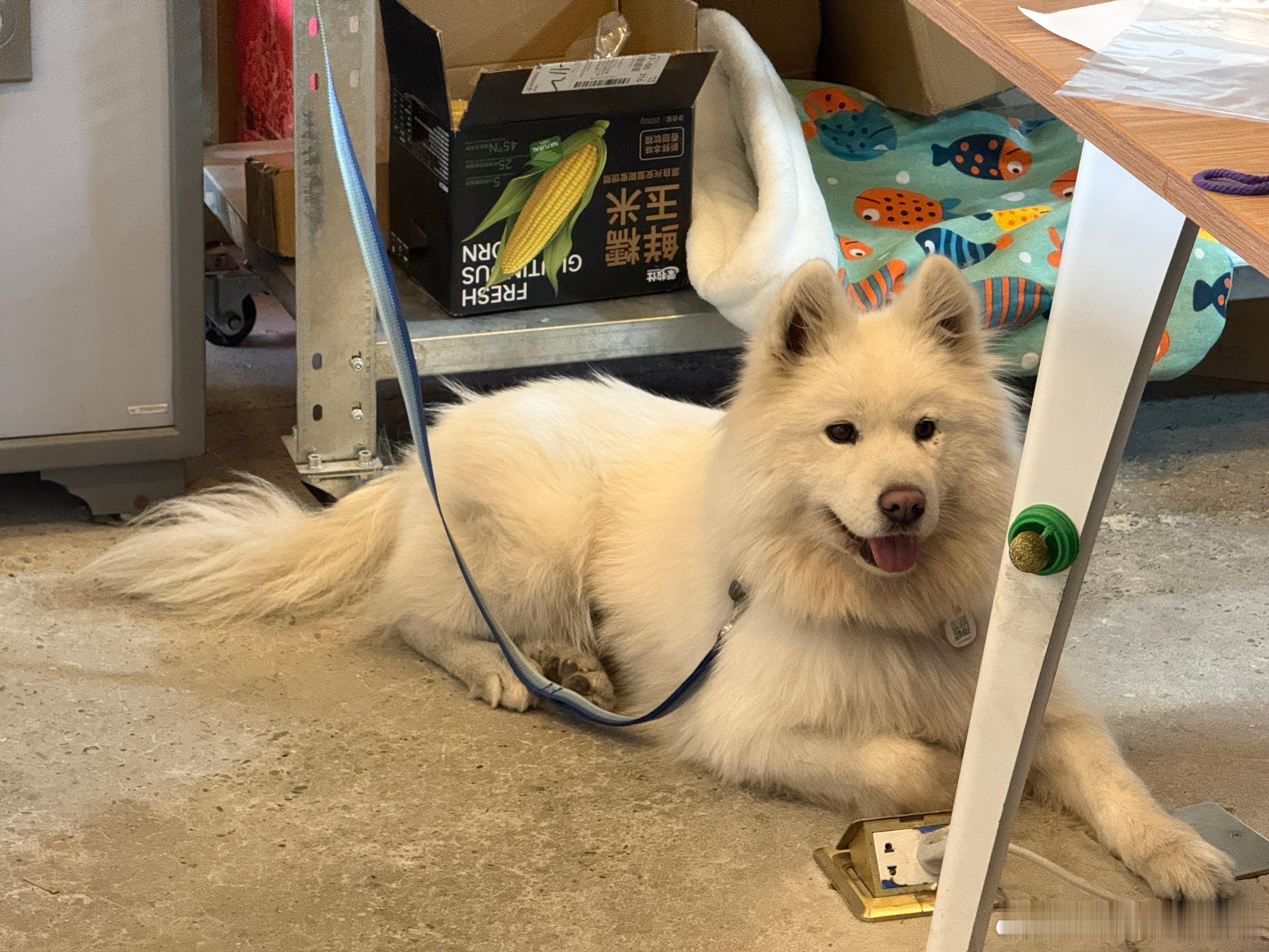 今天公司开年终总结大会，一只猫一只狗，那叫一个水火不容。猫不爱搭理狗，狗想找猫玩