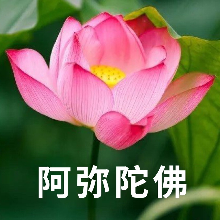 当你的同事默默把头像换成莲花，你就知道，她应该是想离职了。分享一下我之前做的莲花