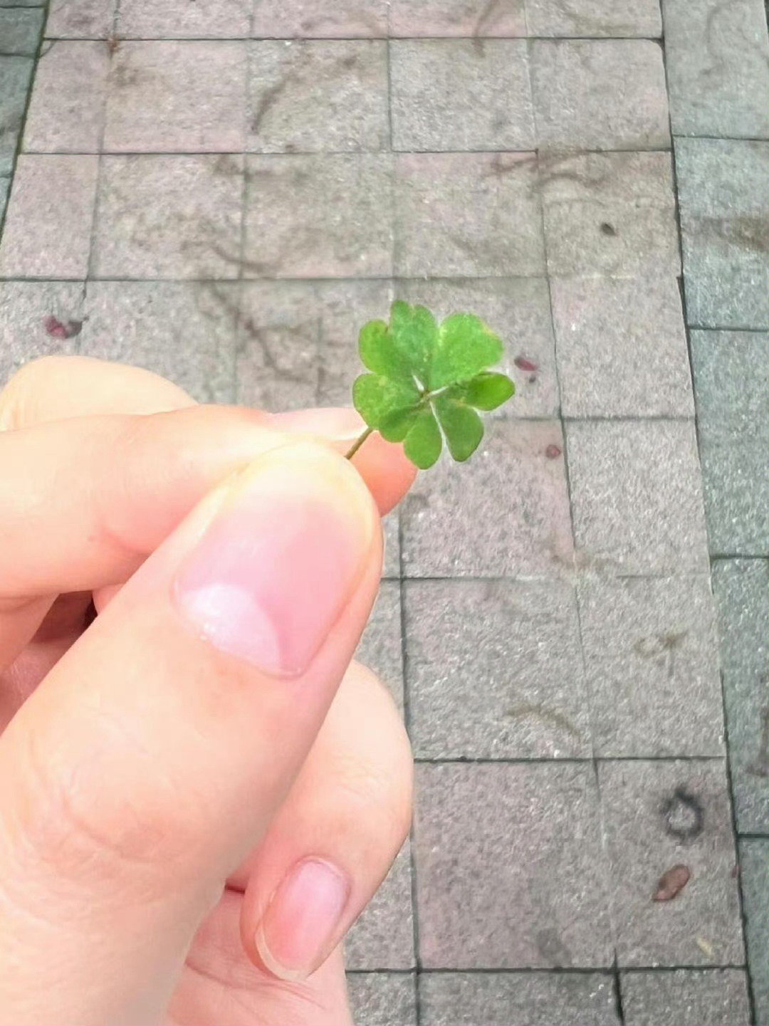 刷到四叶草的人，点赞，接下来有好运到来🍀 ​​​
