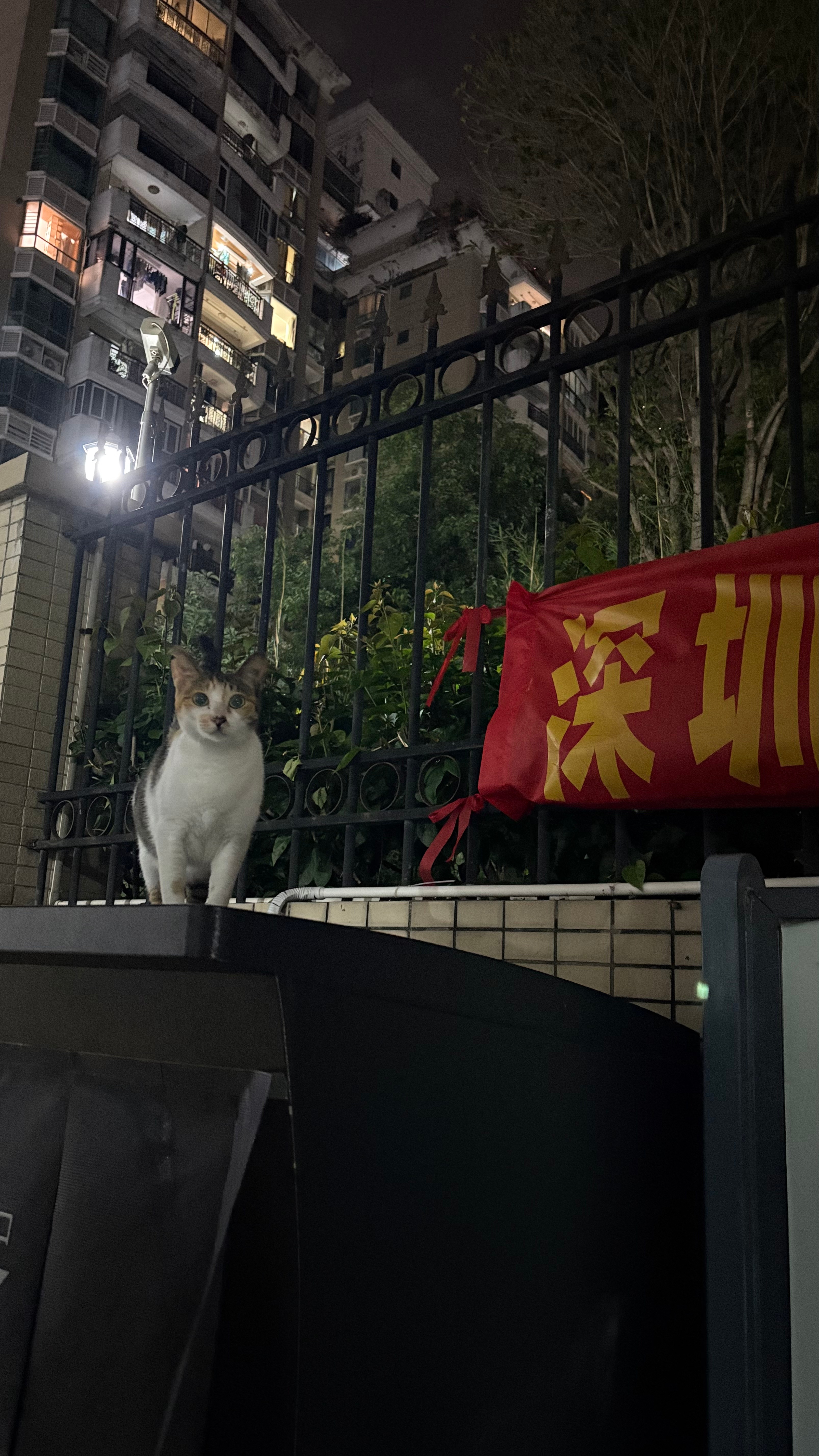 瓜皮：我为深圳代言。。流浪猫 深圳