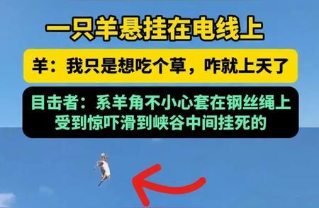 一只羊“挂”在天上，凭一己之力将兰州送上热搜，网友炸锅。
 
信息来源：中工网2