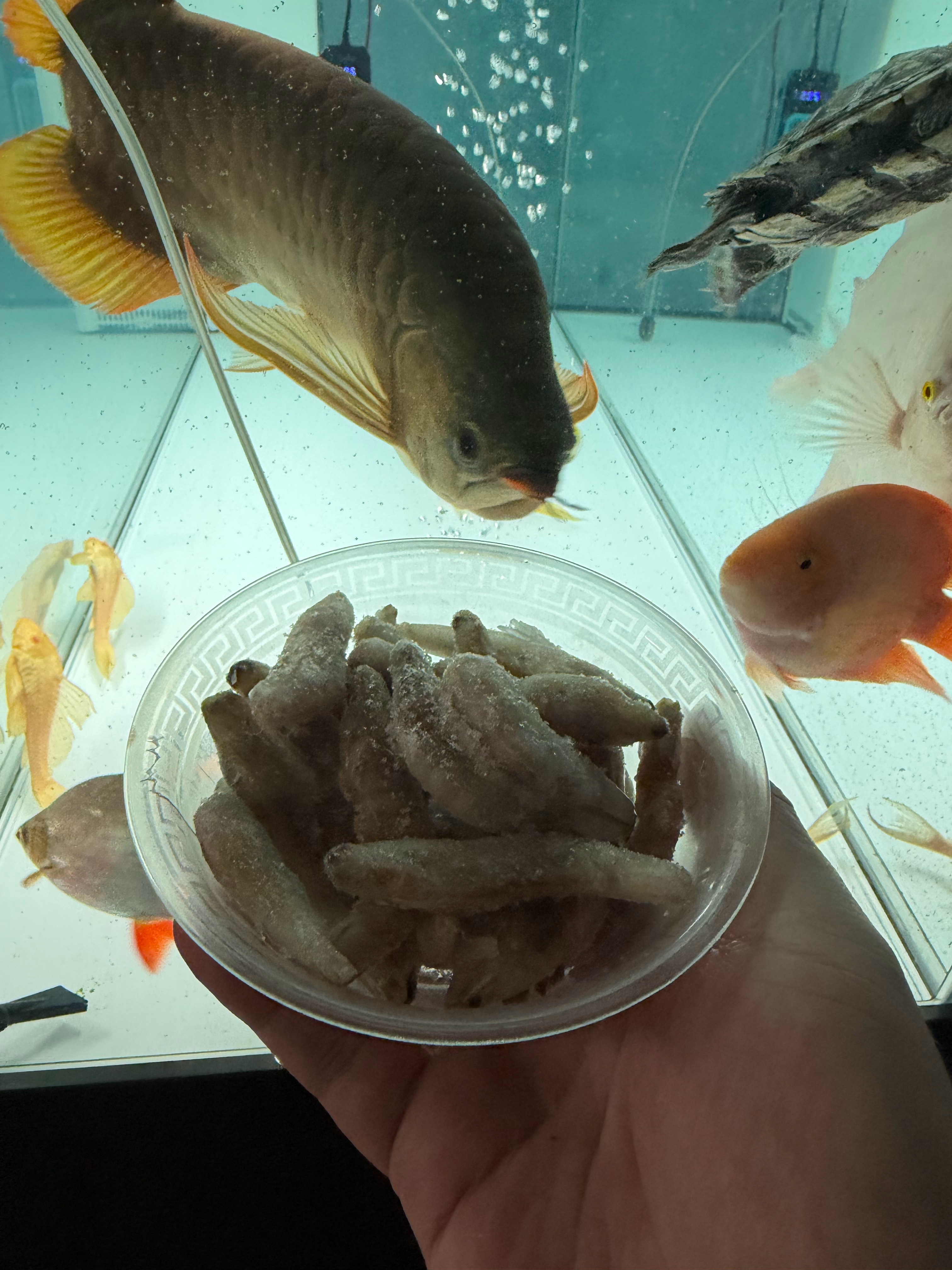 一顿要吃一碗大虾，真是养不起啊[挖鼻] ​​​