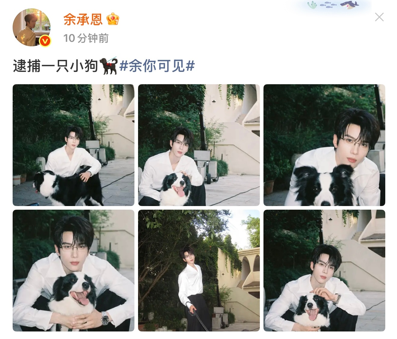 逮捕两只小狗 ​​​