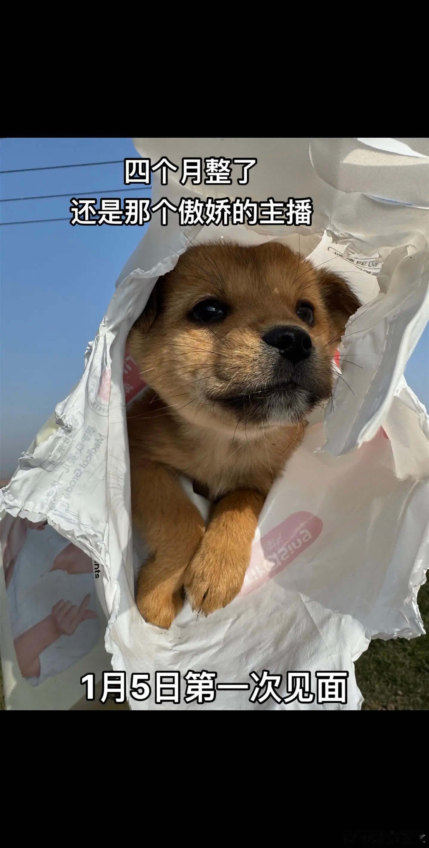 小傲娇长成了大傲娇萌宠宠物