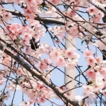 阳光信用[超话] | 每日一善学习向日葵，做一个积极吸收正能量的人。生活中其实没