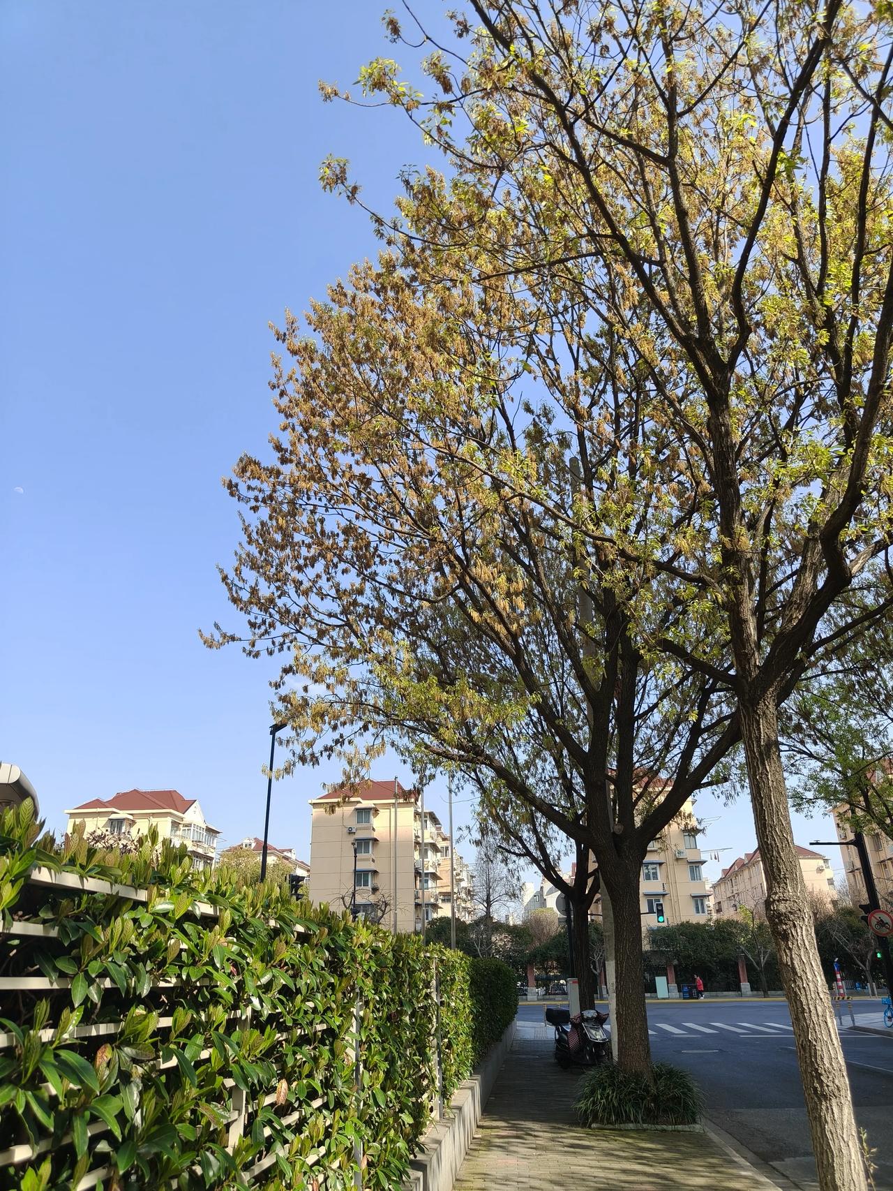 [微风][玫瑰]逮着春色就拍，不然的话一天一个样，错过了又要等一年~[呲牙]