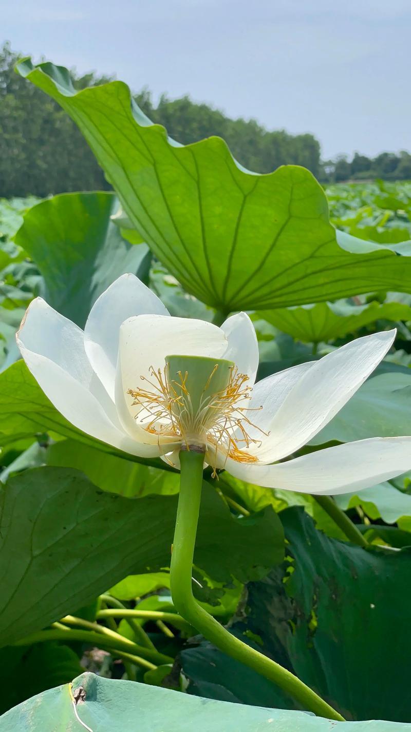 下联；夏藕举绿伞。

（题图来自网络）