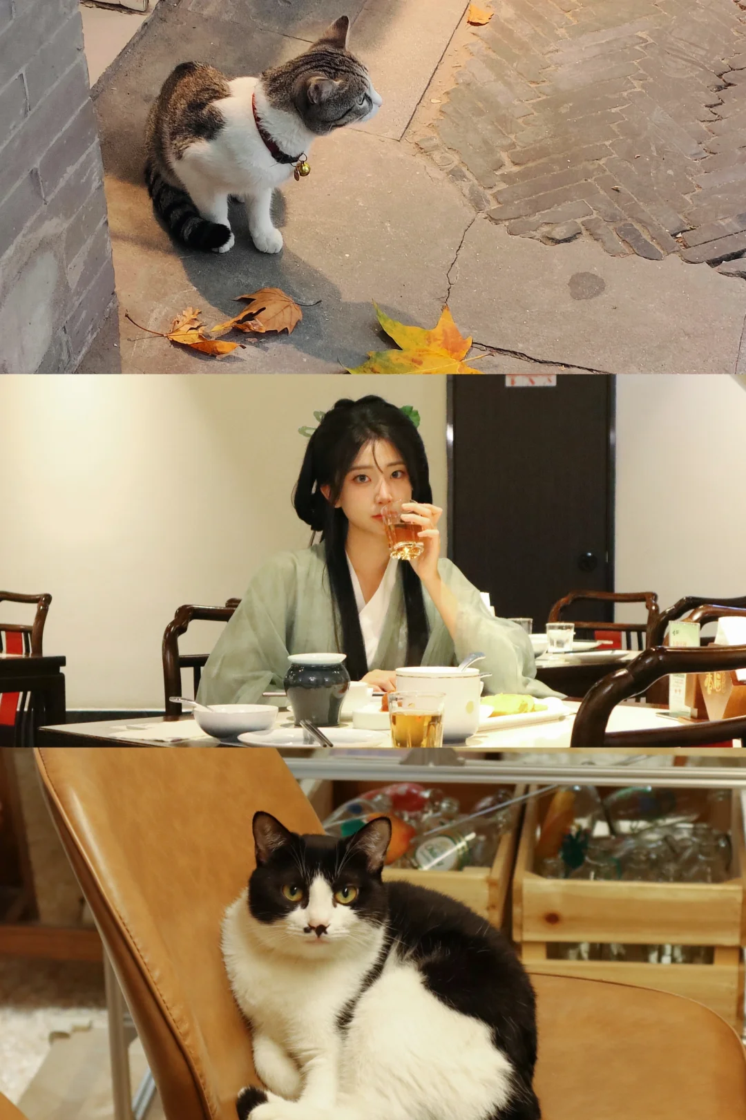 北航大三｜扬州的猫猫怎么都笨笨的！