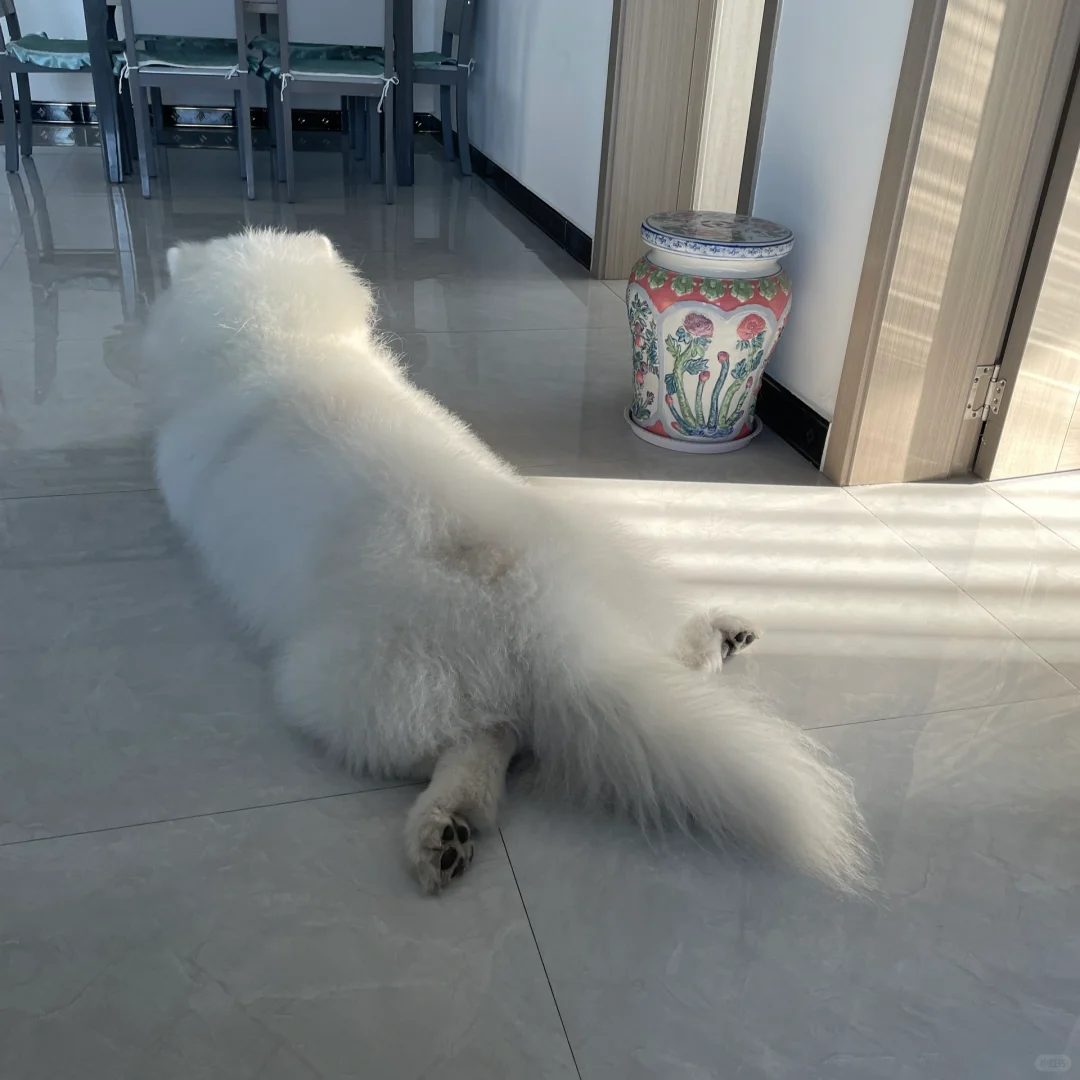 追光小狗