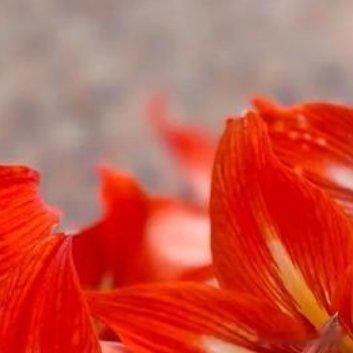 种植 🌹朱顶红种球种植方法1、准备种球朱顶红在种植前，需提前准备种球，想要提高