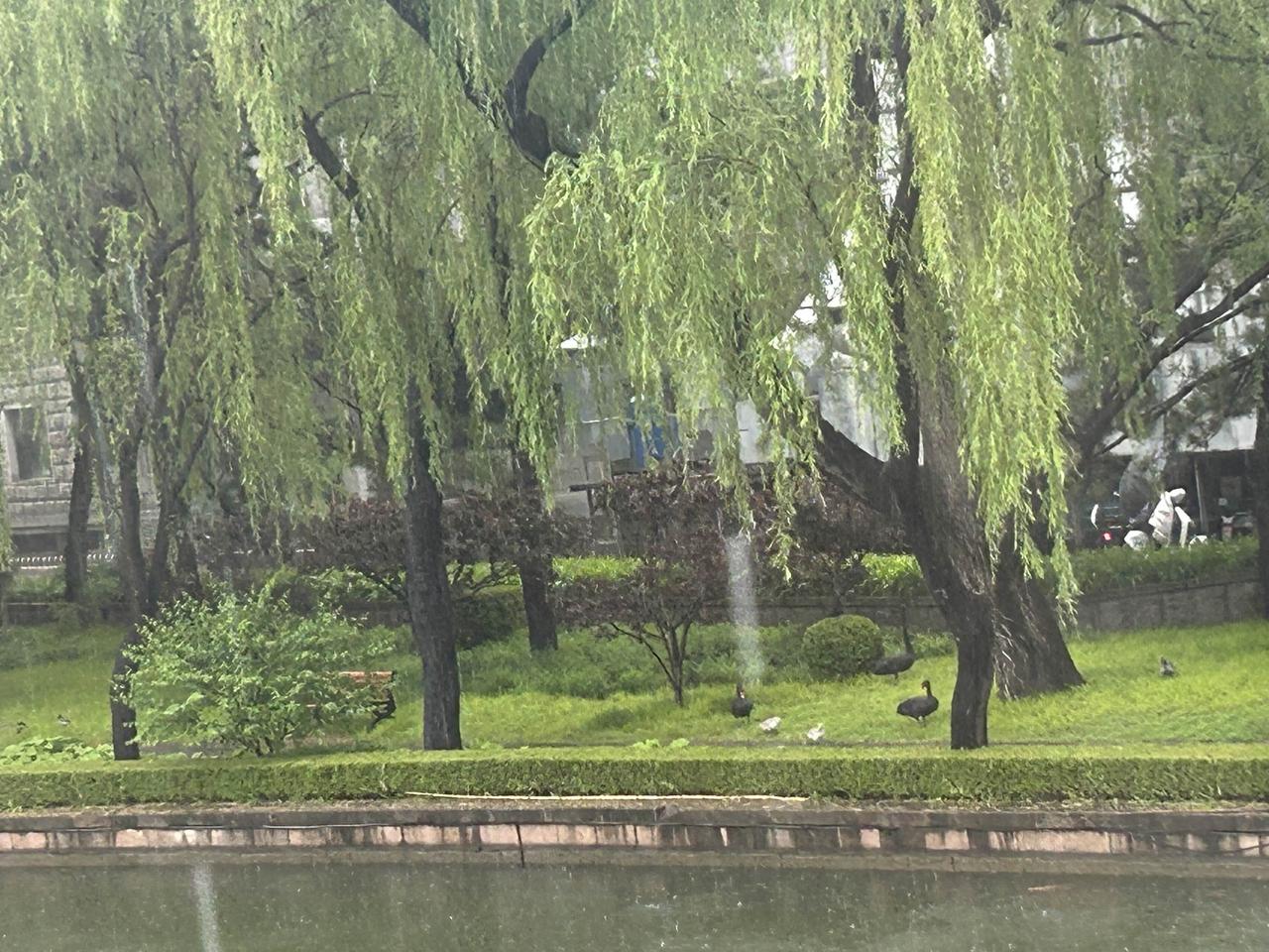 5月17日，京城细雨濛濛，西郊湖畔，黑天鹅一家悠然沐雨嬉戏。
