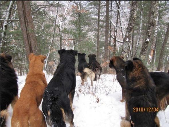 以猎人的视角看猎犬群在山上蓄势待发，就像狼群一样。这到底是不是西北刀客第一机油手