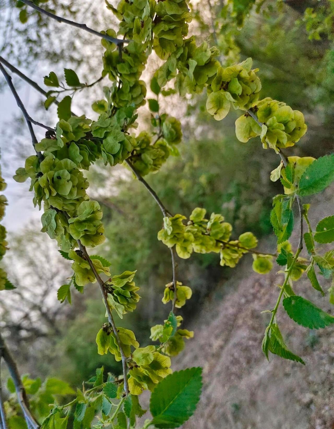 春天的榆钱有哪些美味做法 捋榆钱——春天吃榆钱，一年有“余钱”

昨日路过村南那