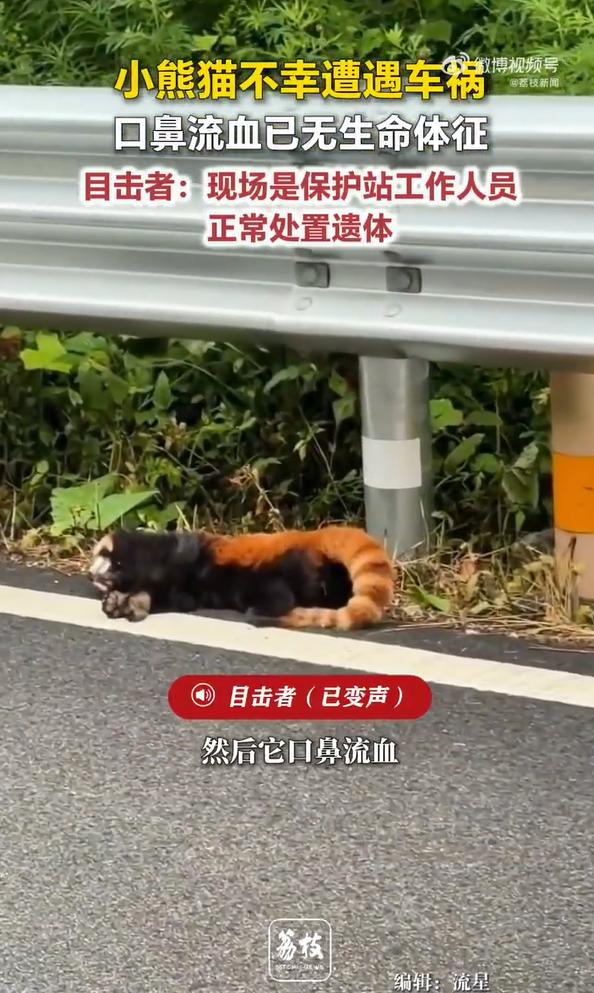 四川，一个野生小熊猫在过马路的途中，不幸被过往的车辆撞击，等到救援人员到场的时候