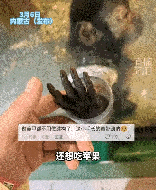 真的被这只小猴子狠狠治愈了，
原来双向的温柔从来不分物种。
内蒙古一位女子逛动物