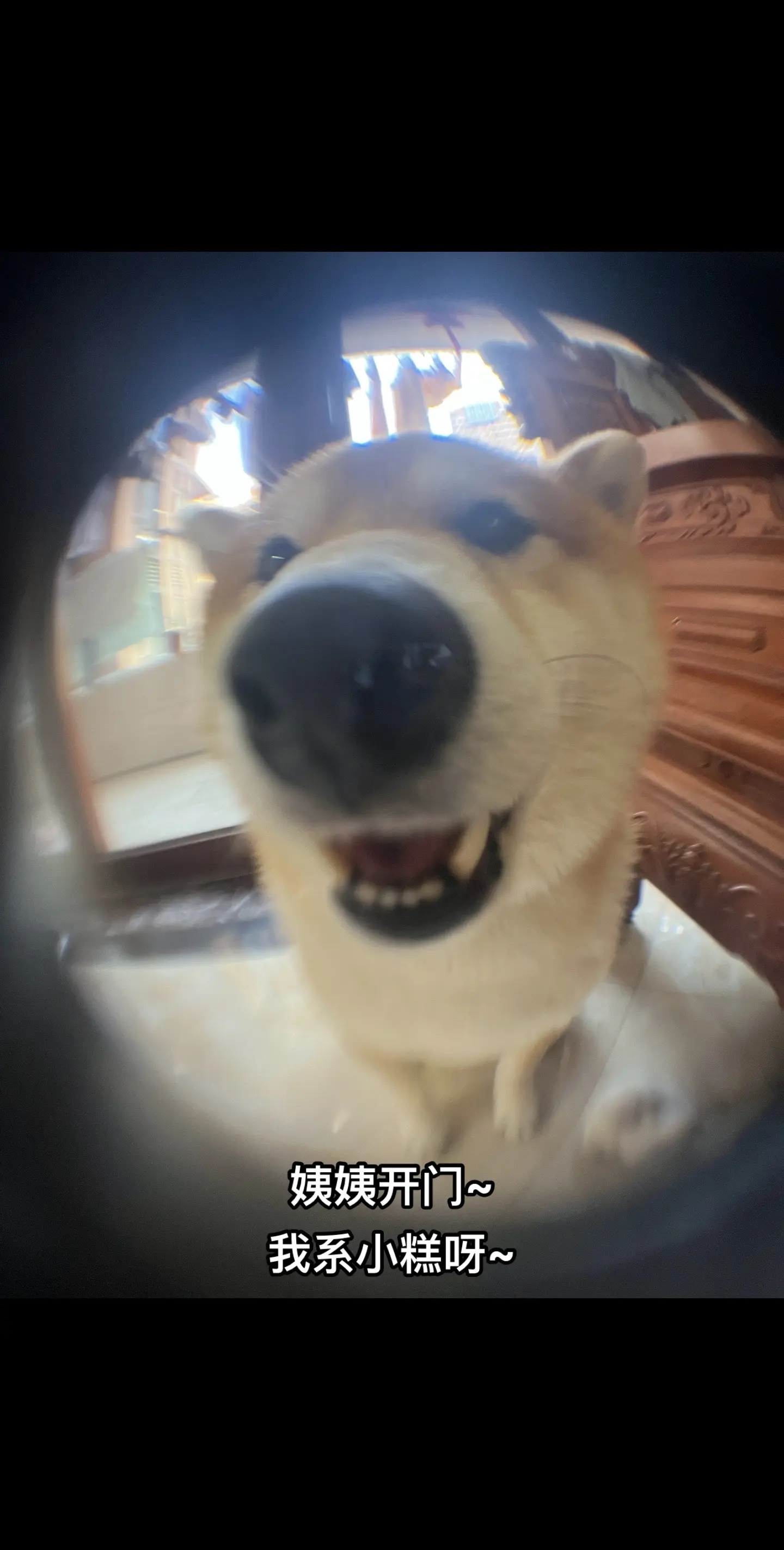 “回收双黄莲蓉月饼里的黄咯～”