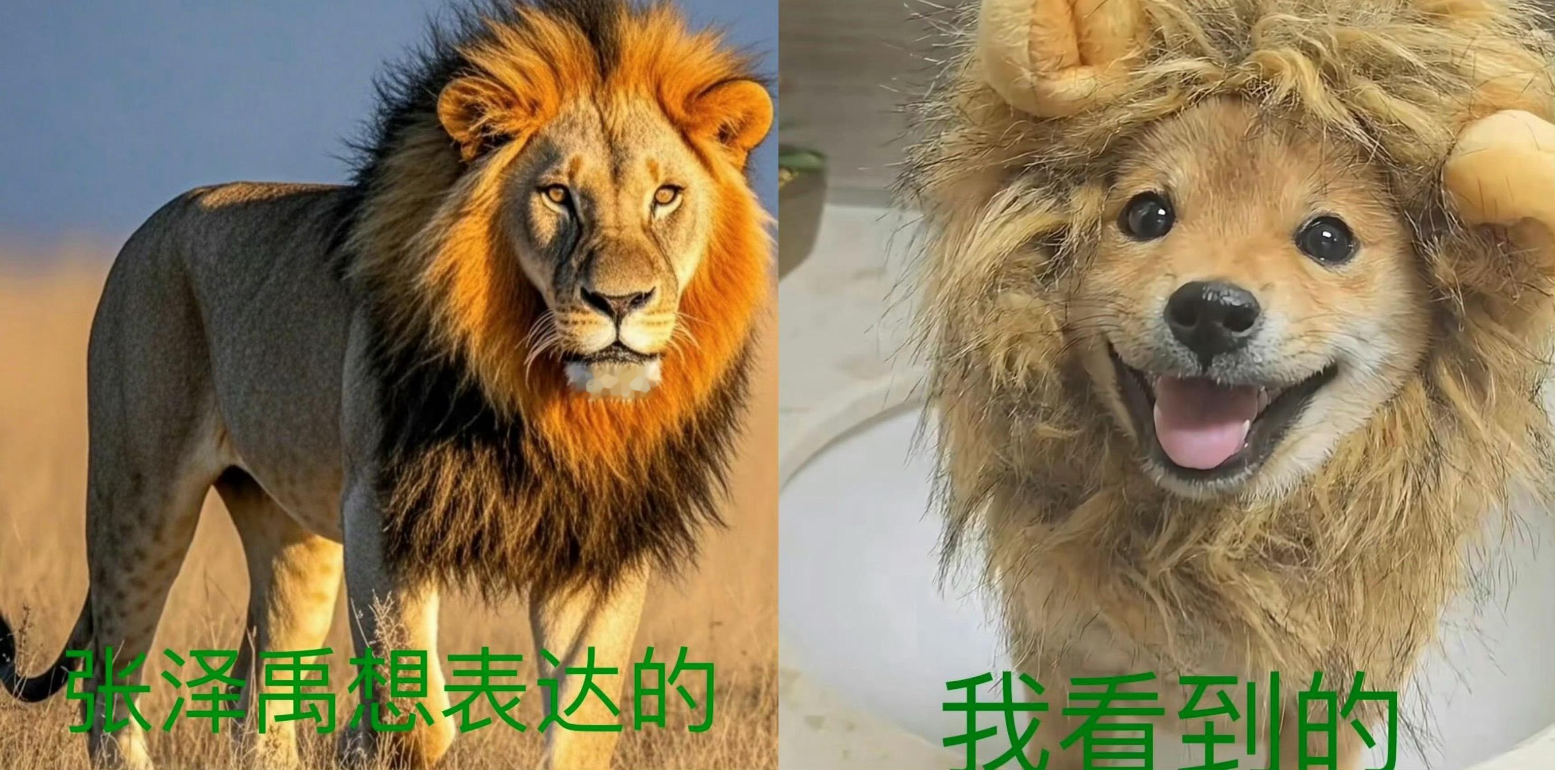 去年今日张小狗张泽禹 Prada品牌大使Prada张泽禹