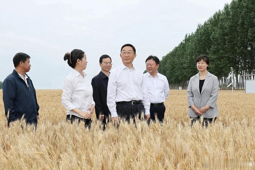 端午 麦到端午黄，不割自落场。5月31日，是端午佳节，也是“三夏”生产的关键时期