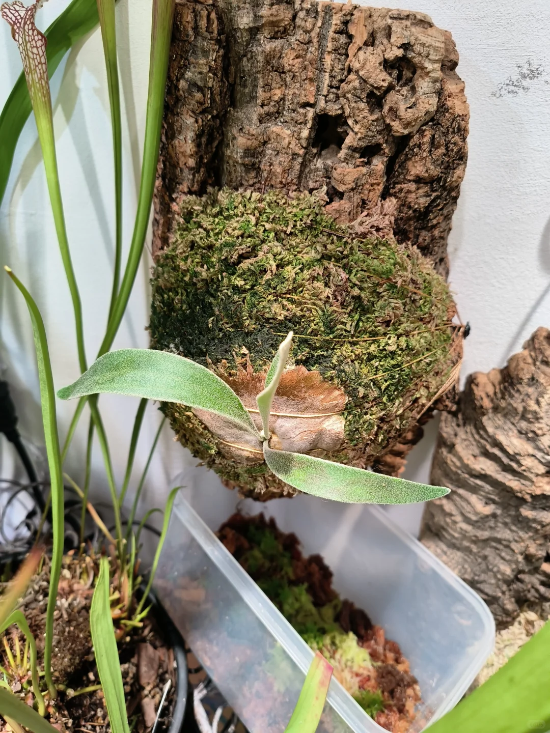 银鹿成长报告🙋🏻‍♀️