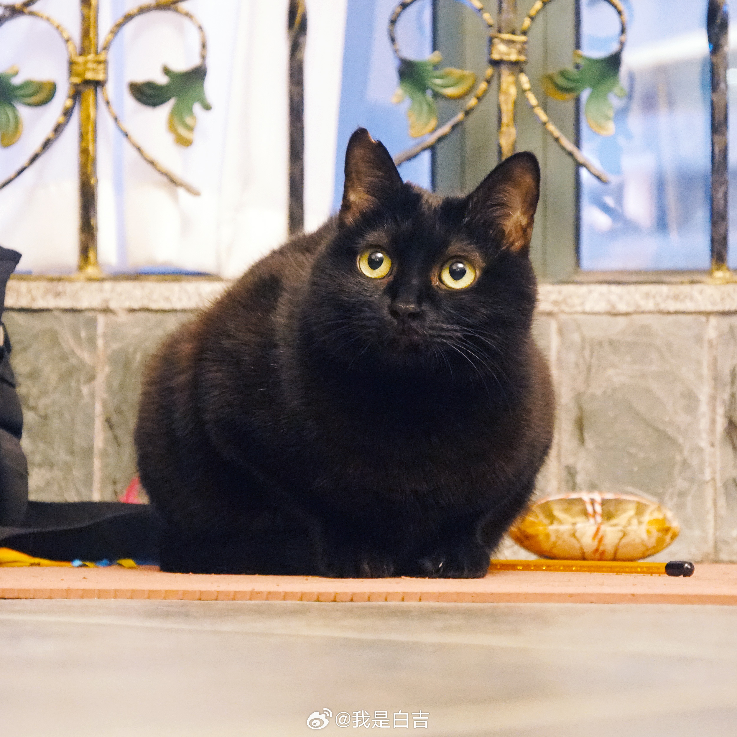 冬天的海產特別的肥美～#蝦蝦不可以太可愛# ​​​