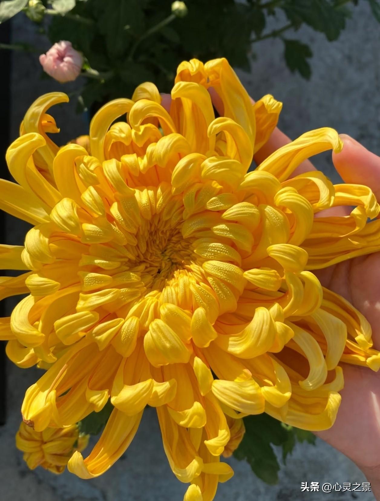 卷翘绵长的金丝菊裹着温暖金黄，层层花瓣肆意舒展，在秋日里漾开柔和明亮的光。春日繁