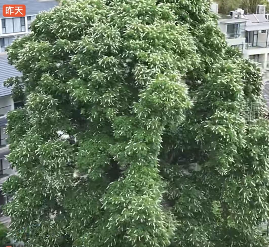 近日，河南洛阳重渡沟一株千年菩提树悄然盛放。这棵古树已有1500年树龄，花期仅有