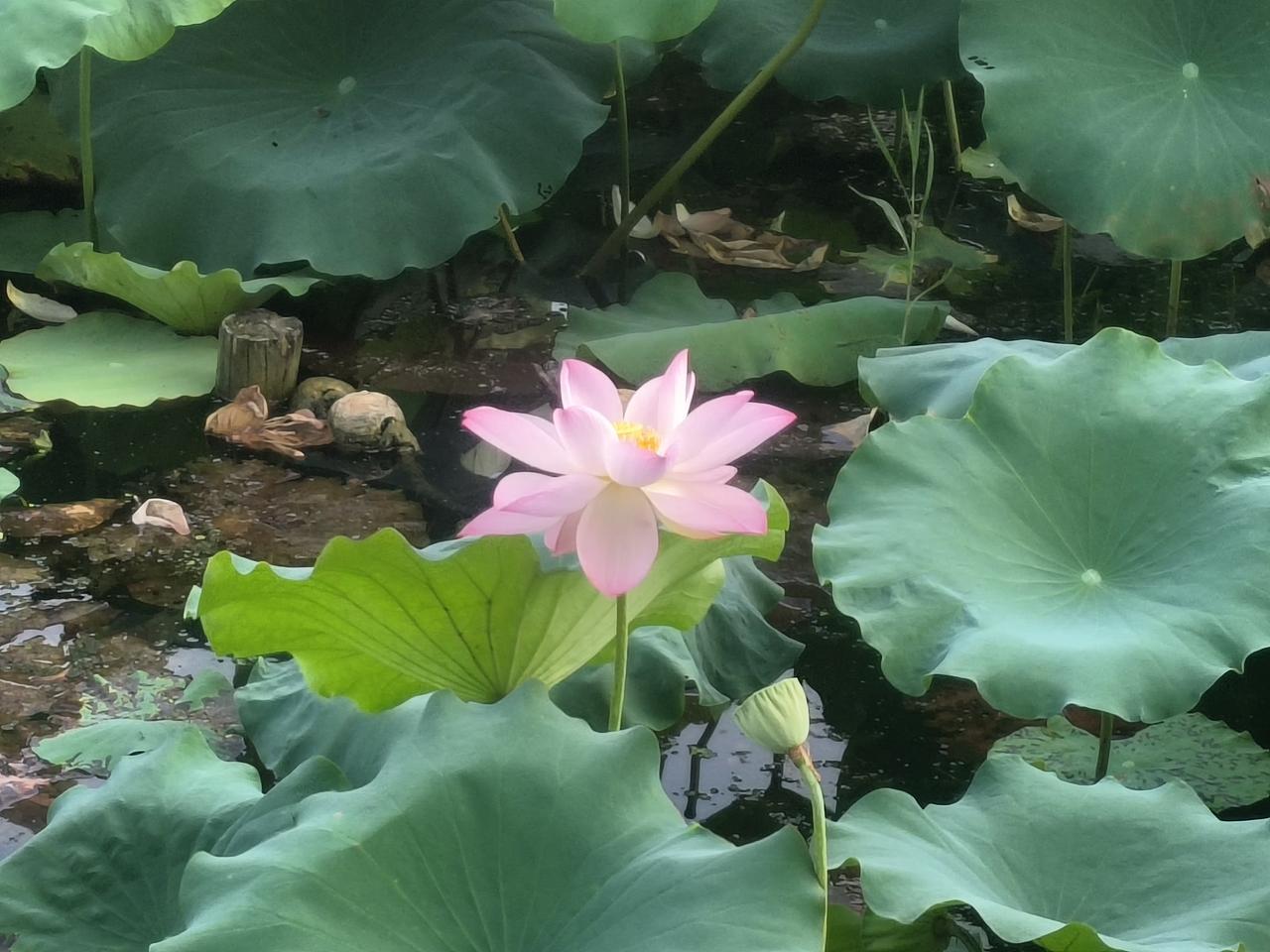 淮南夏日之美！