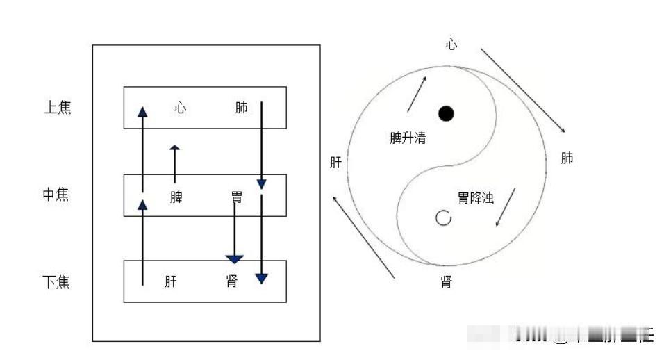 上焦堵失眠，中焦堵脑鸣，下焦堵耳鸣！
开门见山，先说上焦堵易失眠。上焦包括心肺，