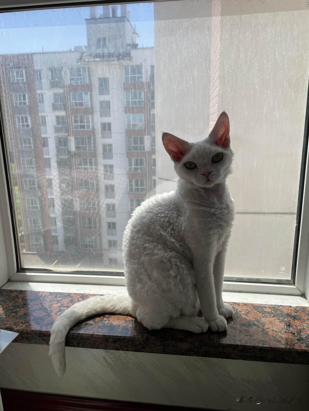 晒太阳的小猫咪，虽然是逆光拍的，小猫咪镜头感十足。