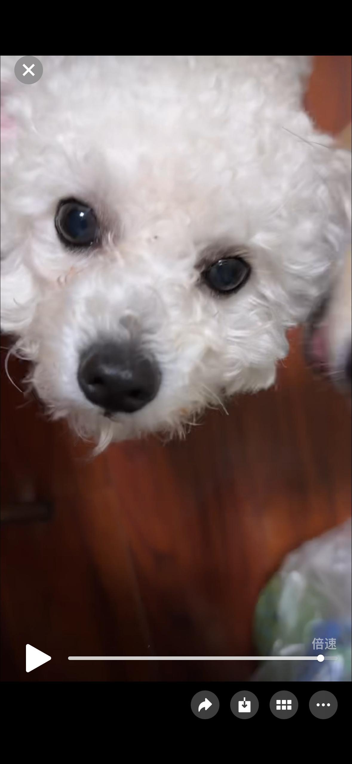 乖的不行了小元宝 九月我要狠狠rua🤏🤏 