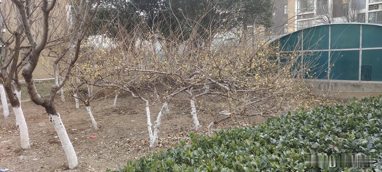 金梅迎春，好运连连！